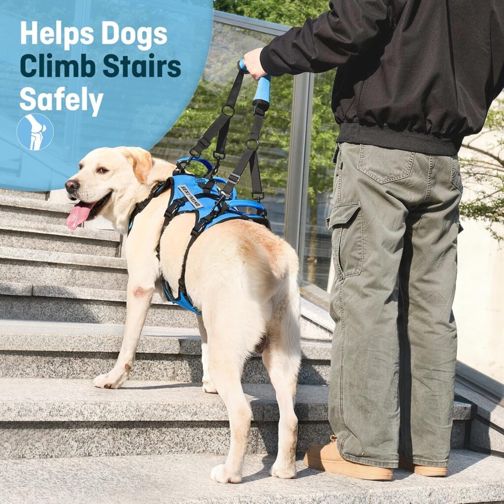 Arnés de soporte para perros ayudando a un perro a subir escaleras con asistencia segura.