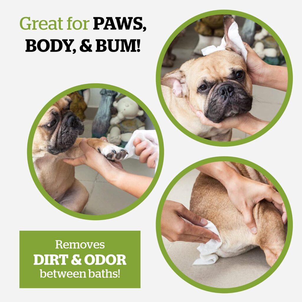 Infografía que muestra a un Bulldog Francés siendo limpiado con toallitas Pogi's en tres escenas circulares. En la primera, se limpia una de sus patas delanteras; en la segunda, se utiliza la toallita para limpiar con suavidad la parte posterior de su oreja; y en la tercera, se limpia la zona trasera del perro. El texto destaca: "Great for PAWS, BODY, & BUM!" (¡Ideales para patas, cuerpo y trasero!) y "Removes DIRT & ODOR between baths!" (¡Elimina la suciedad y el olor entre baños!).