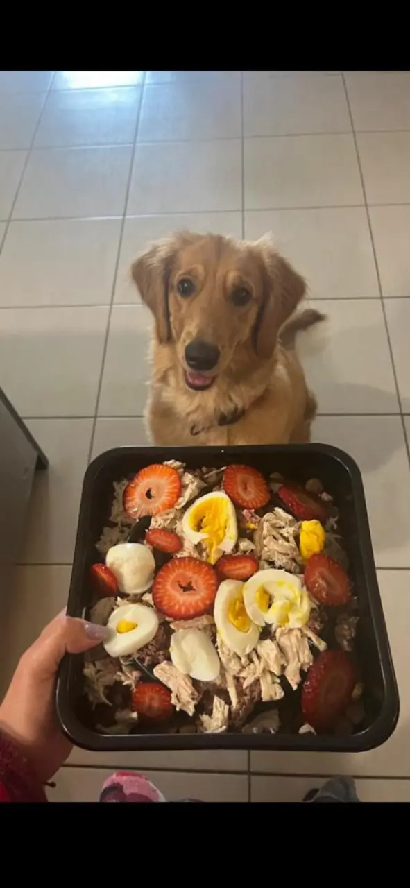 Perro mestizo pequeño esperando su bol de comida casera, mientras una persona se dispone a colocarlo en el suelo frente a él.